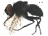  (Medina Malaise6902 - BIOUG29924-C06)  @13 [ ] CreativeCommons - Attribution (2019) CBG Photography Group Centre for Biodiversity Genomics