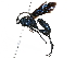  (Protopelmus - BIOUG29930-A01)  @14 [ ] CreativeCommons - Attribution (2016) CBG Photography Group Centre for Biodiversity Genomics