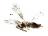  ( - BIOUG29933-H07)  @13 [ ] CreativeCommons - Attribution (2016) CBG Photography Group Centre for Biodiversity Genomics