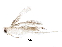  (malaiseGraci01 Malaise7942 - BIOUG29995-H04)  @12 [ ] CreativeCommons - Attribution (2016) CBG Photography Group Centre for Biodiversity Genomics