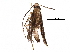  (malaiseGraci01 Malaise0058 - BIOUG29991-G01)  @13 [ ] CreativeCommons - Attribution (2016) CBG Photography Group Centre for Biodiversity Genomics