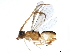  (Phanerotoma davesmithi - BIOUG29992-B03)  @14 [ ] CreativeCommons - Attribution (2019) CBG Photography Group Centre for Biodiversity Genomics