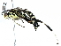  (Macrojoppa Malaise9731 - BIOUG29869-H02)  @13 [ ] CreativeCommons - Attribution (2016) CBG Photography Group Centre for Biodiversity Genomics