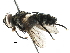  (Neomintho Janzen352 - BIOUG30010-A09)  @14 [ ] CreativeCommons - Attribution (2016) CBG Photography Group Centre for Biodiversity Genomics