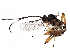  (cryptJanzen01 Malaise7770 - BIOUG30041-A11)  @13 [ ] CreativeCommons - Attribution (2016) CBG Photography Group Centre for Biodiversity Genomics