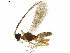  (Hormius modonnellyae - BIOUG30201-A12)  @14 [ ] CreativeCommons - Attribution (2019) CBG Photography Group Centre for Biodiversity Genomics