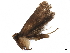  ( - BIOUG30204-B04)  @11 [ ] CreativeCommons - Attribution (2019) CBG Photography Group Centre for Biodiversity Genomics