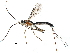  (Meniscomorpha Malaise9333 - BIOUG29975-H06)  @14 [ ] CreativeCommons - Attribution (2016) CBG Photography Group Centre for Biodiversity Genomics