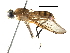  (Ptecticus sp. dip25SG - BIOUG30010-E06)  @15 [ ] CreativeCommons - Attribution (2016) CBG Photography Group Centre for Biodiversity Genomics