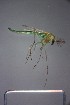  ( - NIESD0017)  @11 [ ] CreativeCommons - Attribution Non-Commercial Share-Alike (2015) Chironomid Group, NIES National Institute for Environmental Studies, Japan