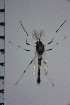  ( - NIESD0081)  @13 [ ] CreativeCommons - Attribution Non-Commercial Share-Alike (2015) Chironomid Group, NIES National Institute for Environmental Studies, Japan