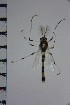  ( - NIESD0083)  @13 [ ] CreativeCommons - Attribution Non-Commercial Share-Alike (2015) Chironomid Group, NIES National Institute for Environmental Studies, Japan