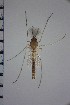  ( - NIESD0140)  @12 [ ] CreativeCommons - Attribution Non-Commercial Share-Alike (2015) Chironomid Group, NIES National Institute for Environmental Studies, Japan