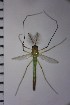  ( - NIESD0203)  @12 [ ] CreativeCommons - Attribution Non-Commercial Share-Alike (2015) Chironomid Group, NIES National Institute for Environmental Studies, Japan