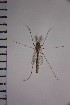  ( - NIESD0222)  @12 [ ] CreativeCommons - Attribution Non-Commercial Share-Alike (2015) Chironomid Group, NIES National Institute for Environmental Studies, Japan
