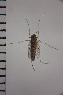 ( - NIESD0223)  @12 [ ] CreativeCommons - Attribution Non-Commercial Share-Alike (2015) Chironomid Group, NIES National Institute for Environmental Studies, Japan