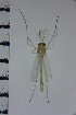  ( - NIESD0252)  @12 [ ] CreativeCommons - Attribution Non-Commercial Share-Alike (2015) Chironomid Group, NIES National Institute for Environmental Studies, Japan