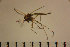  (Polypedilum cultellatum - NIESD0293)  @13 [ ] CreativeCommons - Attribution Non-Commercial Share-Alike (2015) Chironomid Group, NIES National Institute for Environmental Studies, Japan