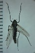  ( - NIESD0377)  @12 [ ] CreativeCommons - Attribution Non-Commercial Share-Alike (2015) Chironomid Group, NIES National Institute for Environmental Studies, Japan