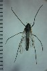  (Propsilocerus - NIESD0378)  @12 [ ] CreativeCommons - Attribution Non-Commercial Share-Alike (2015) Chironomid Group, NIES National Institute for Environmental Studies, Japan