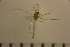  ( - NIESD0428)  @12 [ ] CreativeCommons - Attribution Non-Commercial Share-Alike (2015) Chironomid Group, NIES National Institute for Environmental Studies, Japan