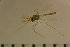  (Tanytarsus oscillans - NIESD0450)  @12 [ ] CreativeCommons - Attribution Non-Commercial Share-Alike (2015) Unspecified National Institute for Environmental Studies, Japan