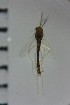  ( - NIESD0502)  @11 [ ] CreativeCommons - Attribution Non-Commercial Share-Alike (2015) Chironomid Group, NIES National Institute for Environmental Studies, Japan
