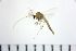  ( - NIESD0167)  @11 [ ] CreativeCommons - Attribution Non-Commercial Share-Alike (2015) Chironomid Group, NIES National Institute for Environmental Studies, Japan