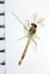  ( - NIESD0168)  @11 [ ] CreativeCommons - Attribution Non-Commercial Share-Alike (2015) Chironomid Group, NIES National Institute for Environmental Studies, Japan