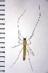  ( - NIESD0204)  @11 [ ] CreativeCommons - Attribution Non-Commercial Share-Alike (2015) Chironomid Group, NIES National Institute for Environmental Studies, Japan
