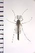  ( - NIESD0221)  @12 [ ] CreativeCommons - Attribution Non-Commercial Share-Alike (2015) Chironomid Group, NIES National Institute for Environmental Studies, Japan