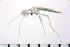  ( - NIESD0225)  @12 [ ] CreativeCommons - Attribution Non-Commercial Share-Alike (2015) Chironomid Group, NIES National Institute for Environmental Studies, Japan
