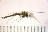  ( - NIESD0333)  @11 [ ] CreativeCommons - Attribution Non-Commercial Share-Alike (2015) Chironomid Group, NIES National Institute for Environmental Studies, Japan
