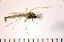  ( - NIESD0334)  @12 [ ] CreativeCommons - Attribution Non-Commercial Share-Alike (2015) Chironomid Group, NIES National Institute for Environmental Studies, Japan