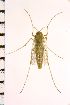  ( - NIESD0436)  @12 [ ] CreativeCommons - Attribution Non-Commercial Share-Alike (2015) Chironomid Group, NIES National Institute for Environmental Studies, Japan
