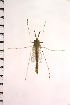  ( - NIESD0453)  @12 [ ] CreativeCommons - Attribution Non-Commercial Share-Alike (2015) Chironomid Group, NIES National Institute for Environmental Studies, Japan