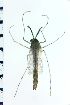  ( - NIESD0487)  @12 [ ] CreativeCommons - Attribution Non-Commercial Share-Alike (2015) Chironomid Group, NIES National Institute for Environmental Studies, Japan
