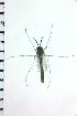  ( - NIESD0490)  @12 [ ] CreativeCommons - Attribution Non-Commercial Share-Alike (2015) Chironomid Group, NIES National Institute for Environmental Studies, Japan