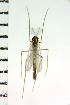  (Brillia japonica - NIESD0524)  @12 [ ] CreativeCommons - Attribution Non-Commercial Share-Alike (2015) Chironomid Group, NIES National Institute for Environmental Studies, Japan