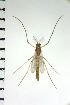  ( - NIESD0557)  @11 [ ] CreativeCommons - Attribution Non-Commercial Share-Alike (2015) Chironomid Group, NIES National Institute for Environmental Studies, Japan