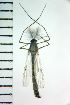  ( - NIESD0561)  @11 [ ] CreativeCommons - Attribution Non-Commercial Share-Alike (2015) Chironomid Group, NIES National Institute for Environmental Studies, Japan