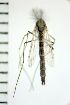  ( - NIESD0564)  @12 [ ] CreativeCommons - Attribution Non-Commercial Share-Alike (2015) Chironomid Group, NIES National Institute for Environmental Studies, Japan