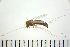  (Endochironomus tendens - NIESD0596)  @13 [ ] CreativeCommons - Attribution Non-Commercial Share-Alike (2015) Chironomid Group, NIES National Institute for Environmental Studies, Japan