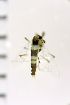  ( - NIESD0603)  @12 [ ] CreativeCommons - Attribution Non-Commercial Share-Alike (2015) Chironomid Group, NIES National Institute for Environmental Studies, Japan