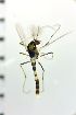  ( - NIESD0605)  @12 [ ] CreativeCommons - Attribution Non-Commercial Share-Alike (2015) Chironomid Group, NIES National Institute for Environmental Studies, Japan