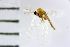  ( - NIESD0627)  @11 [ ] CreativeCommons - Attribution Non-Commercial Share-Alike (2015) Chironomid Group, NIES National Institute for Environmental Studies, Japan