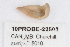  ( - 10PROBE-22502)  @13 [ ] CreativeCommons - Attribution (2010) CBG Photography Group Centre for Biodiversity Genomics