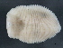  ( - 10PROBE-22552)  @13 [ ] CreativeCommons - Attribution (2010) CBG Photography Group Centre for Biodiversity Genomics
