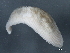  ( - 10PROBE-22562)  @14 [ ] CreativeCommons - Attribution (2010) CBG Photography Group Centre for Biodiversity Genomics