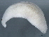  ( - 10PROBE-22565)  @14 [ ] CreativeCommons - Attribution (2010) CBG Photography Group Centre for Biodiversity Genomics